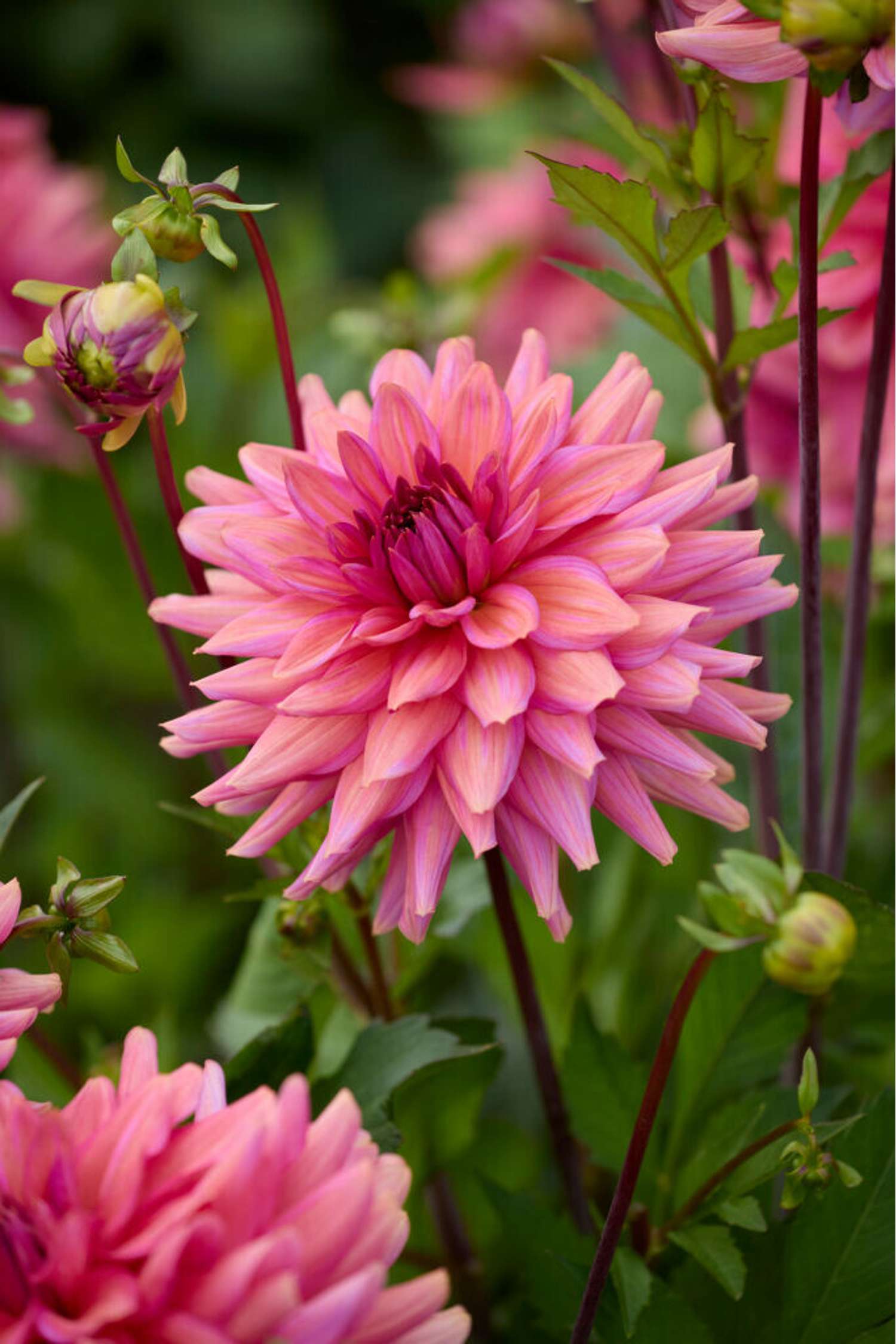 Daalia 'Negroni Sunset'